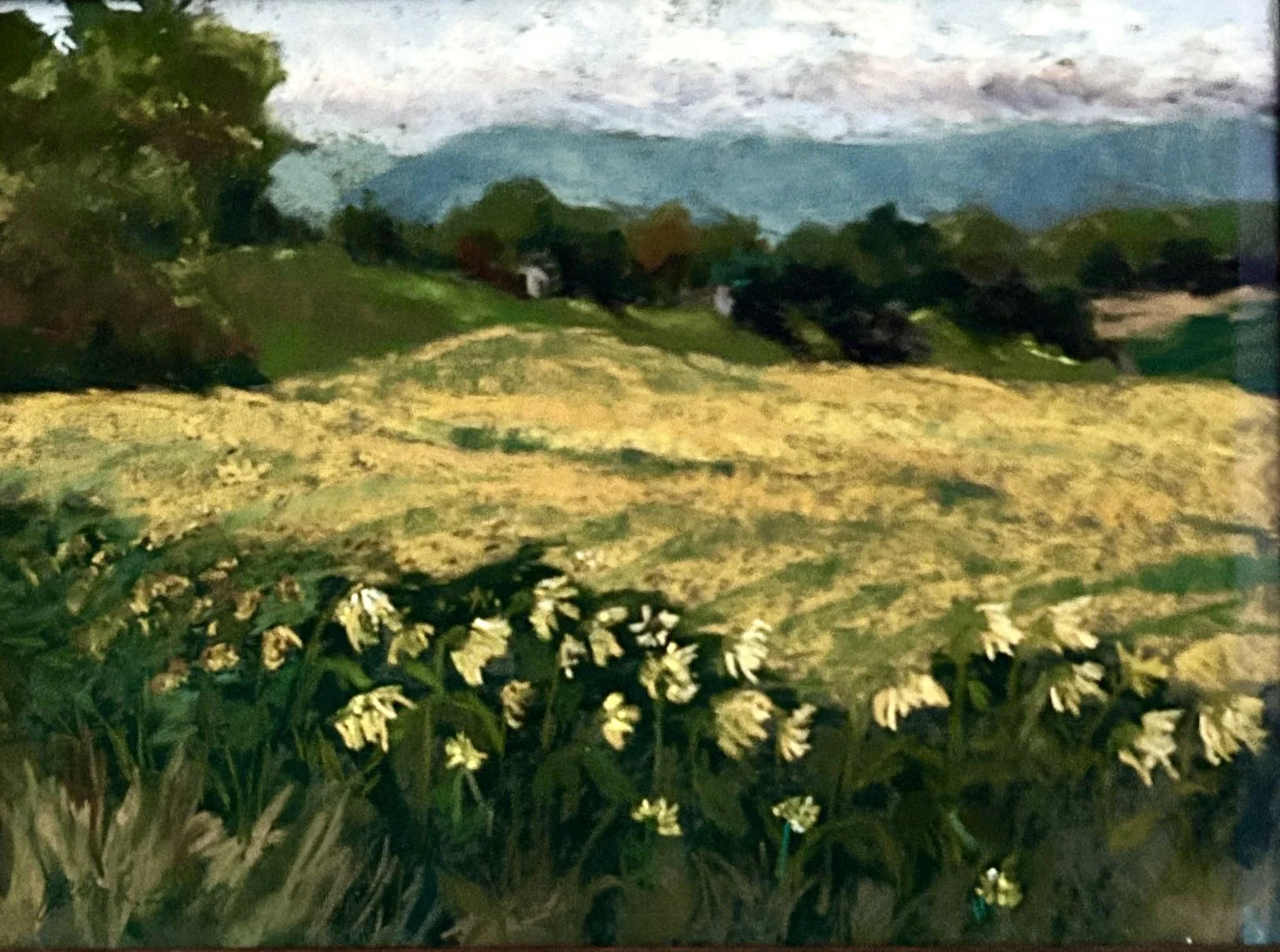 Acres of Sunflowers.jpg