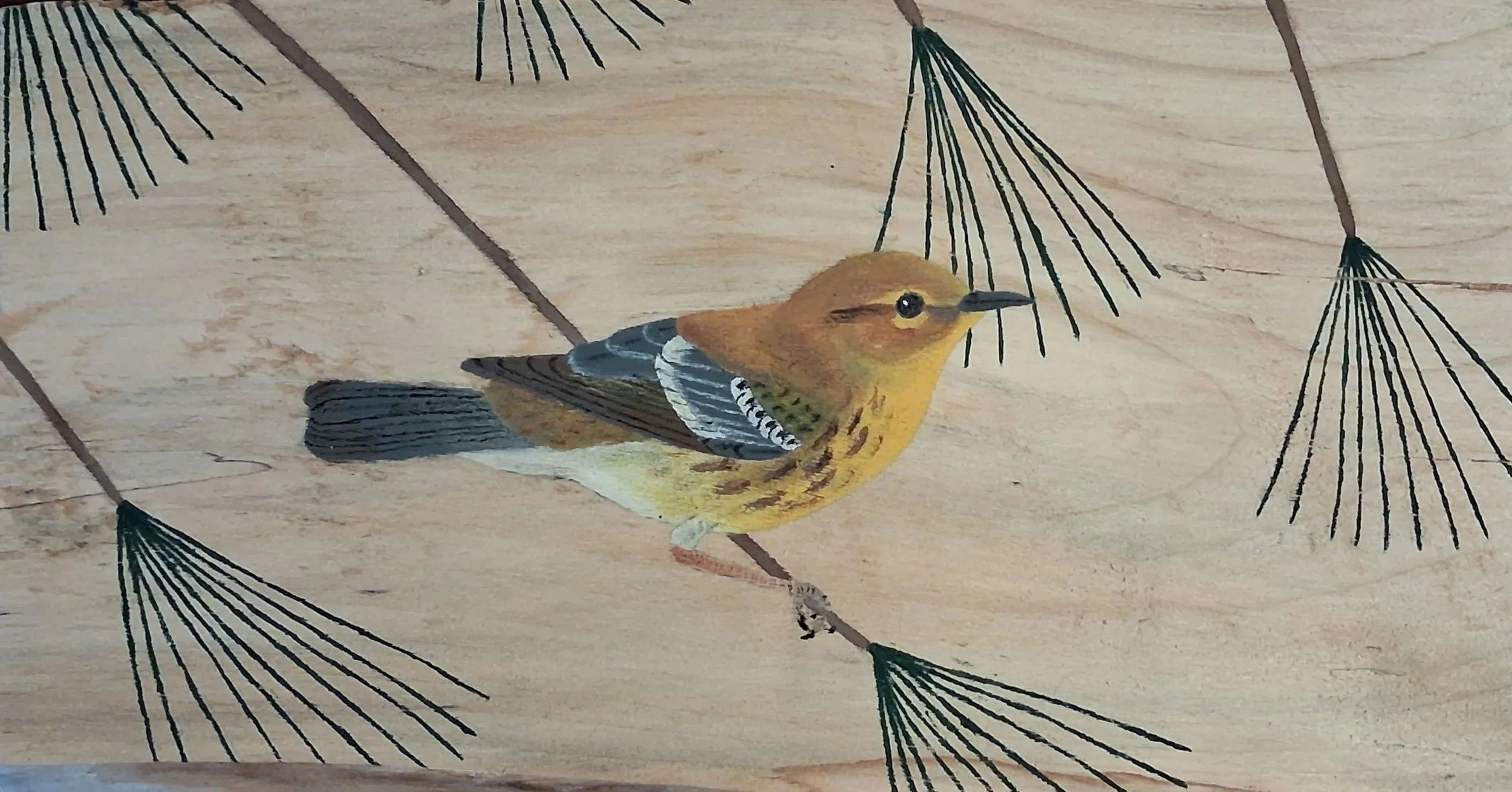 pine+warbler.jpg