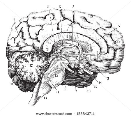 stock-vector-middle-and-anterior-posterior-section-of-the-brain-vintage-engraved-illustration-usual-medicine-155843711.jpg