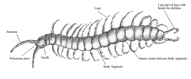 centipede-jpg.jpg