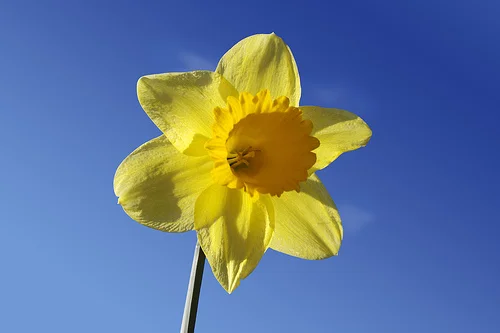 Daffodils.jpg
