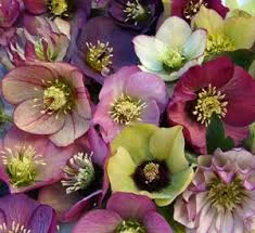 Helleborus 'brandywine'