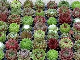 sempervivum 'hot mix'