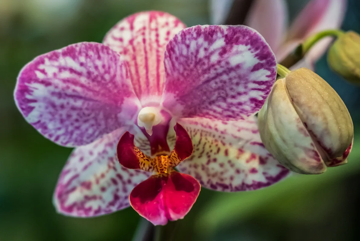 FOBG Orchid Sale 2019 (27 of 49).jpg