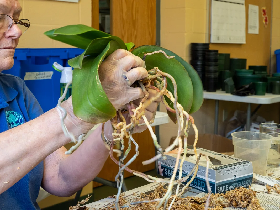 FOBG Orchid Sale 2019 (37 of 49).jpg