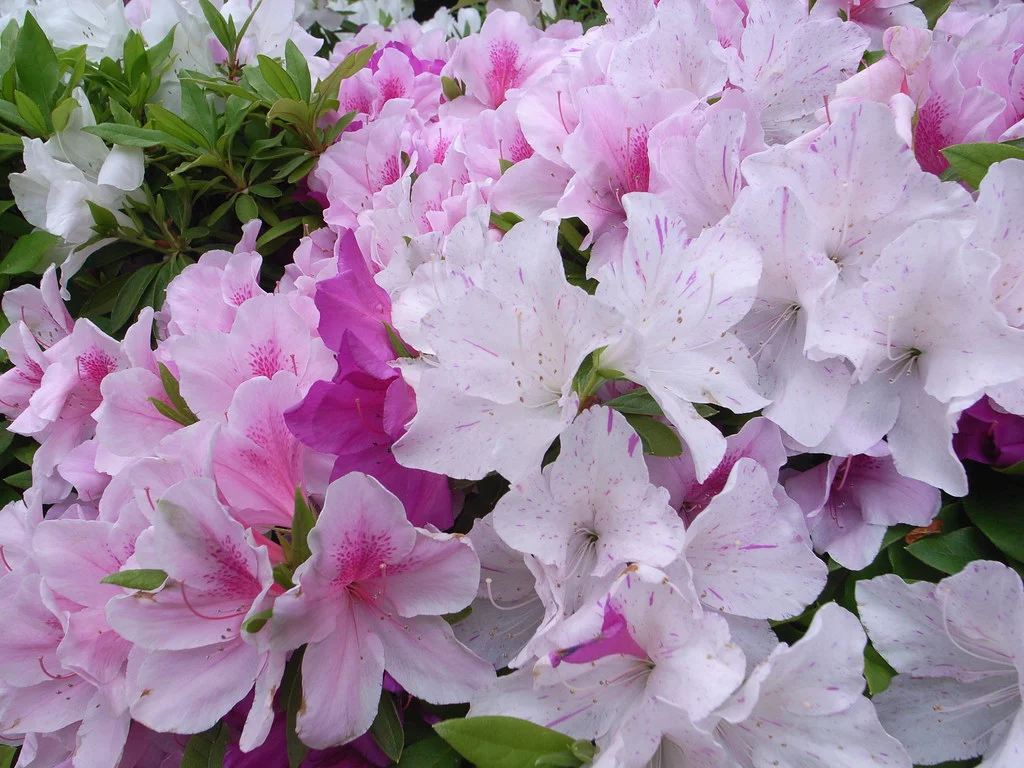 Azaleas_pink.jpg
