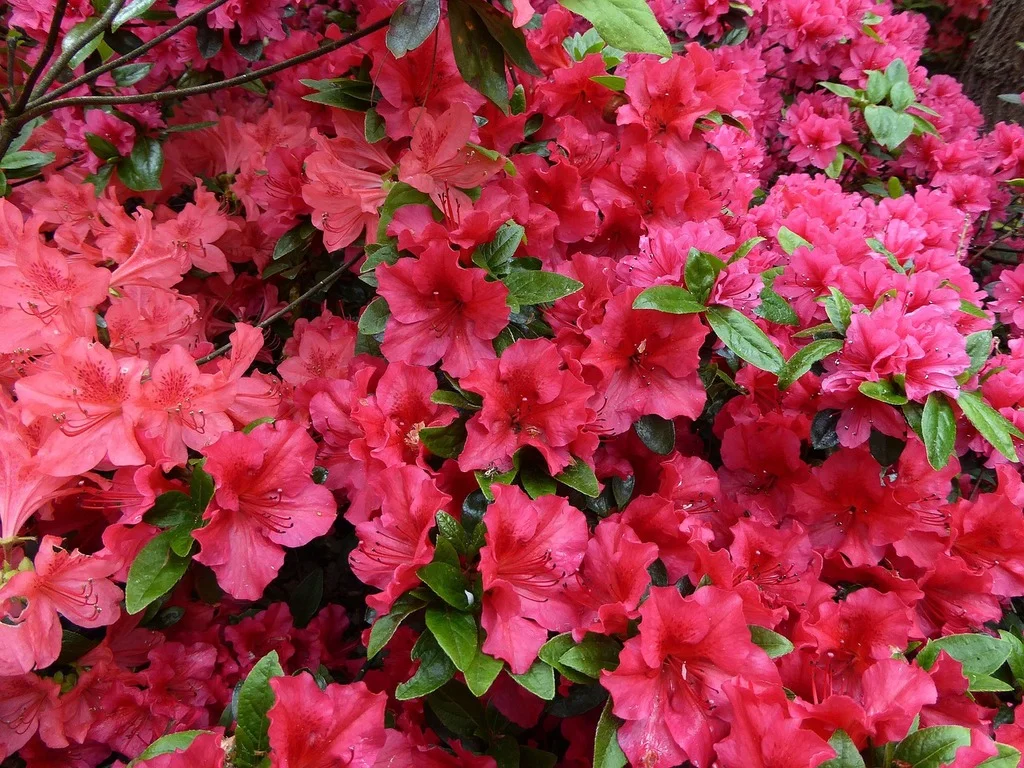 Azalea_bright.jpg