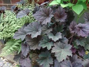 HEUcHERA 'Frosted violet'