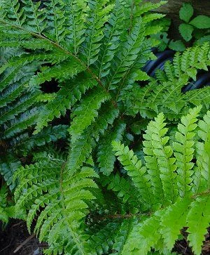 polystichum polyblepharum