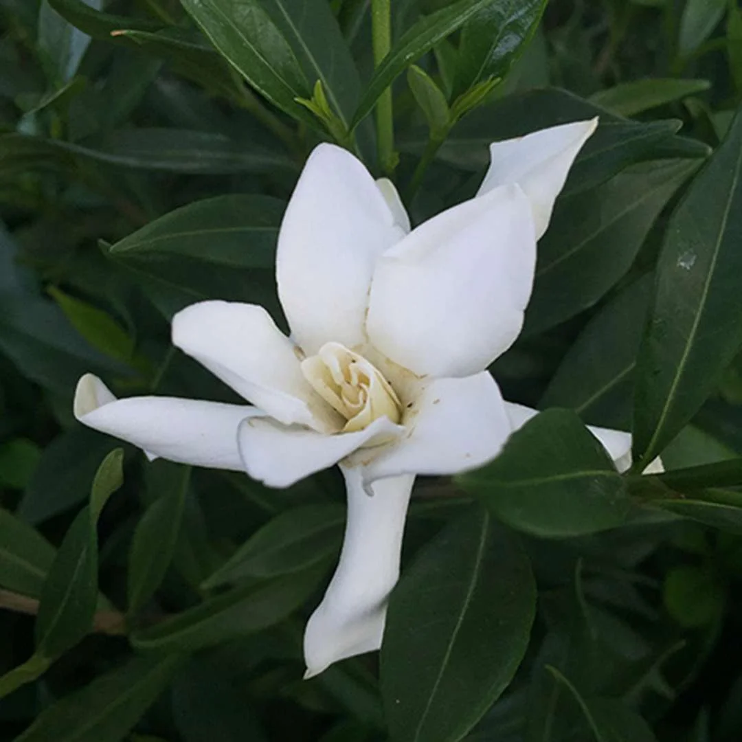 gardenia ‘frost proof’