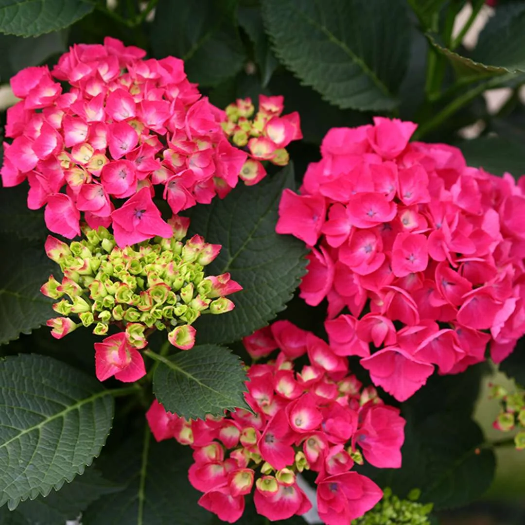 hydrangea 'city line paris’ '