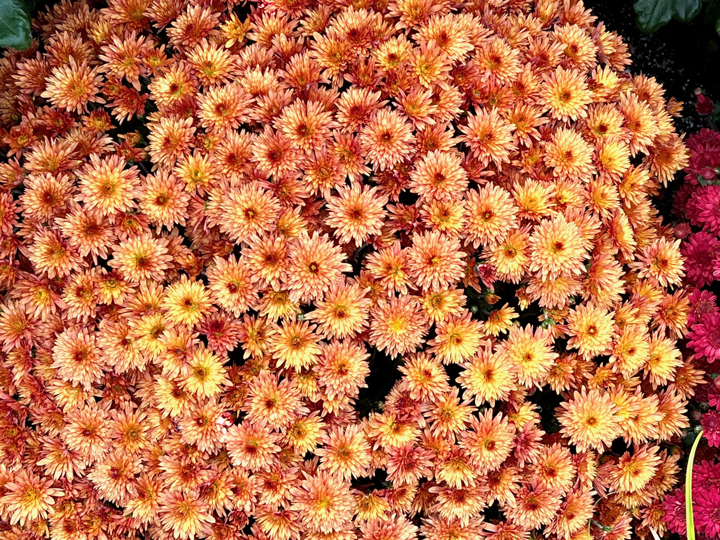 FOBG Membership Gathering 2022 — Friends of Brookside Gardens