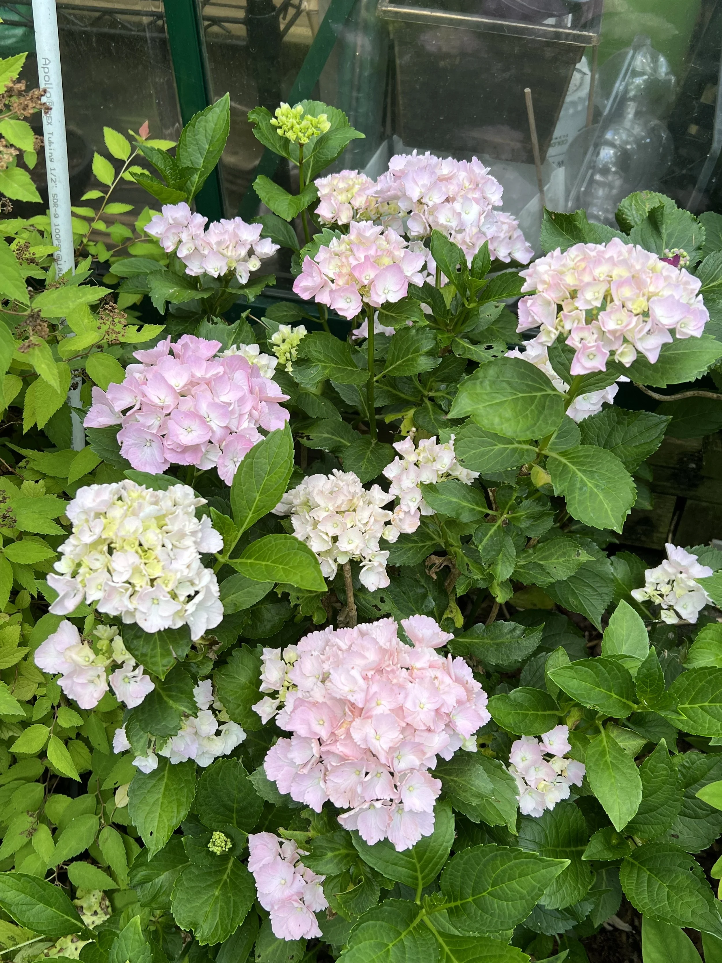 IMG_6593.jpeg