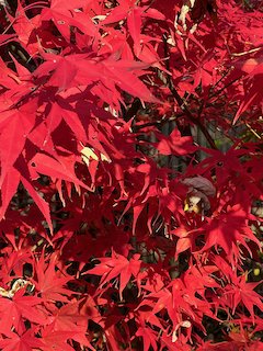 Autumn Embers