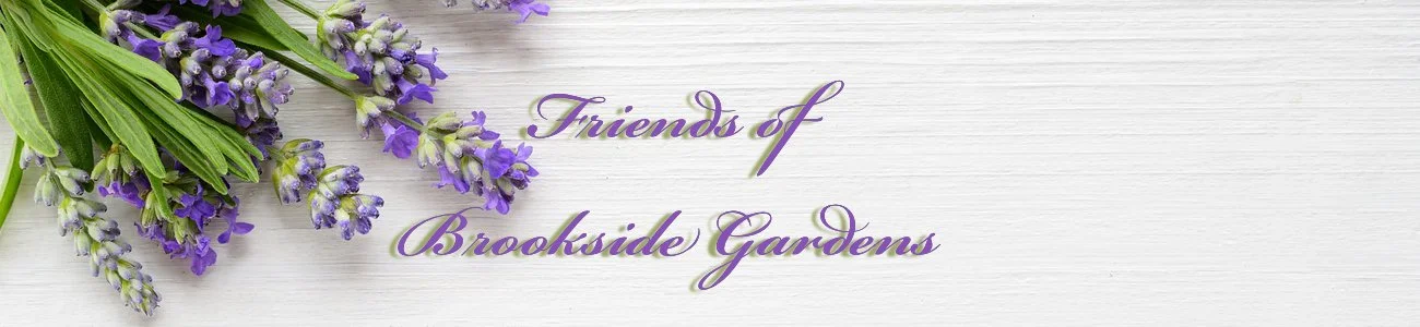 Summer_banner_2026.jpg