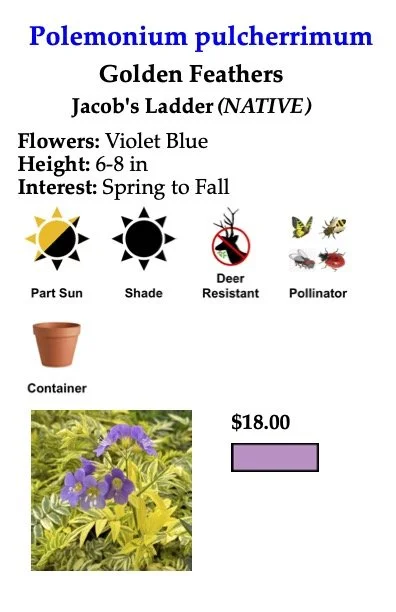 Polemonium pulcherrimum