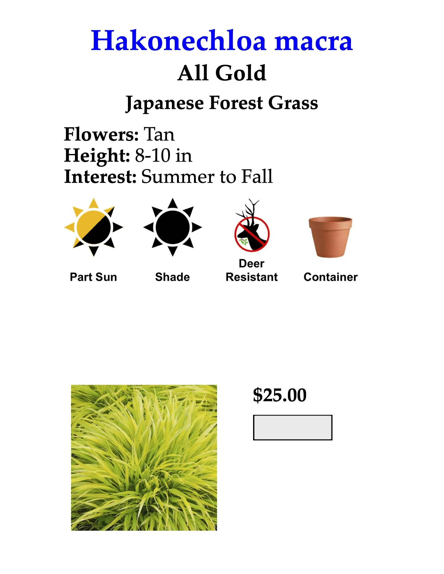 Japanese Forest Grass