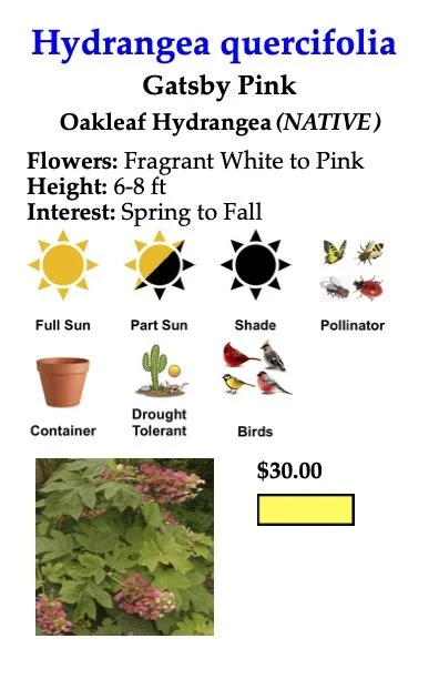 Hydrangea quercifolia