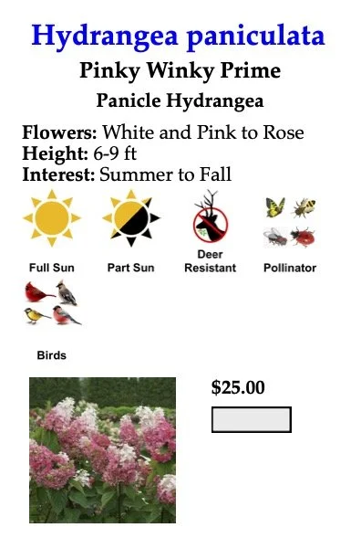 Hydrangea paniculata