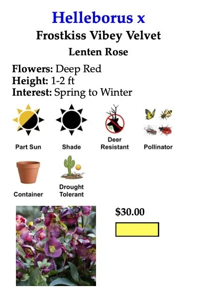 Helleborus Frostkiss Vibey Velvet