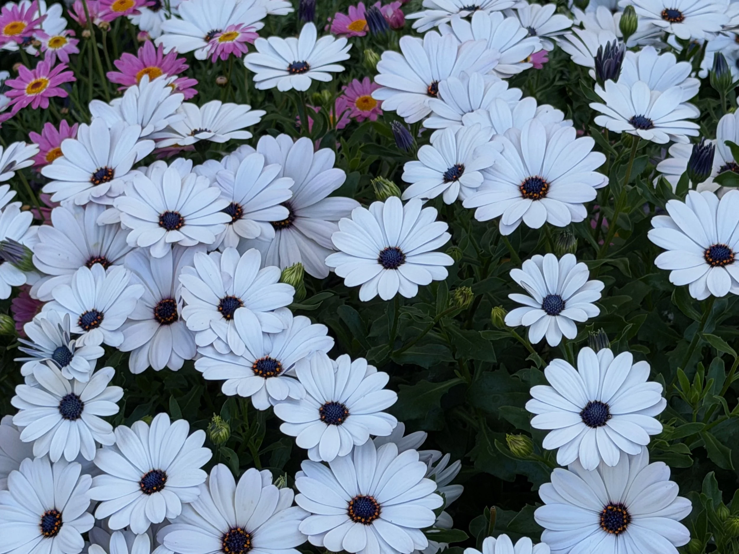African Daisy