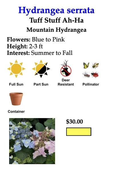 Hydrangea serrata Tuff Stuff Ah Ha