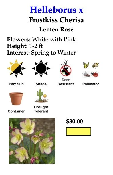 Helleborus Frostkiss Cherisa