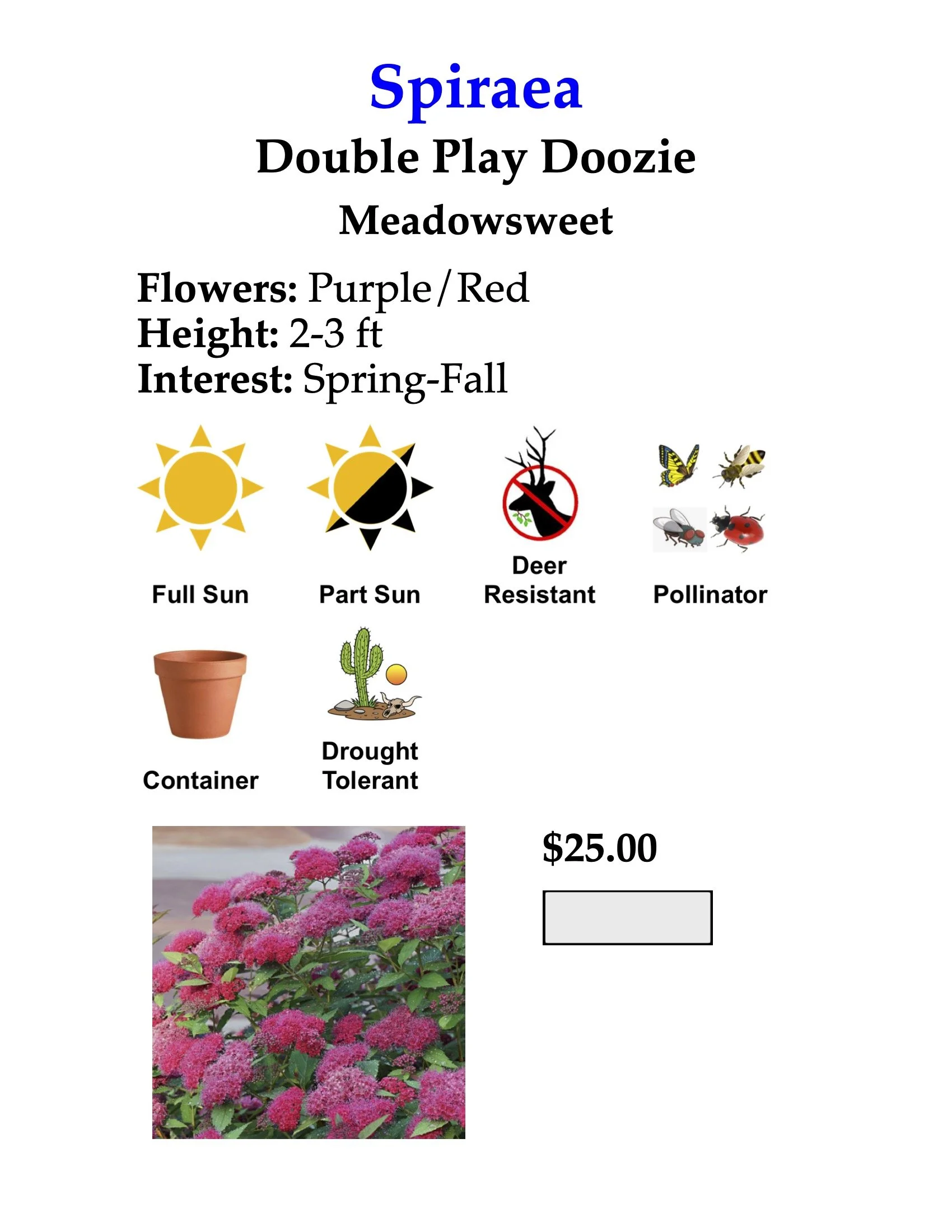 Dark Pink Spirea