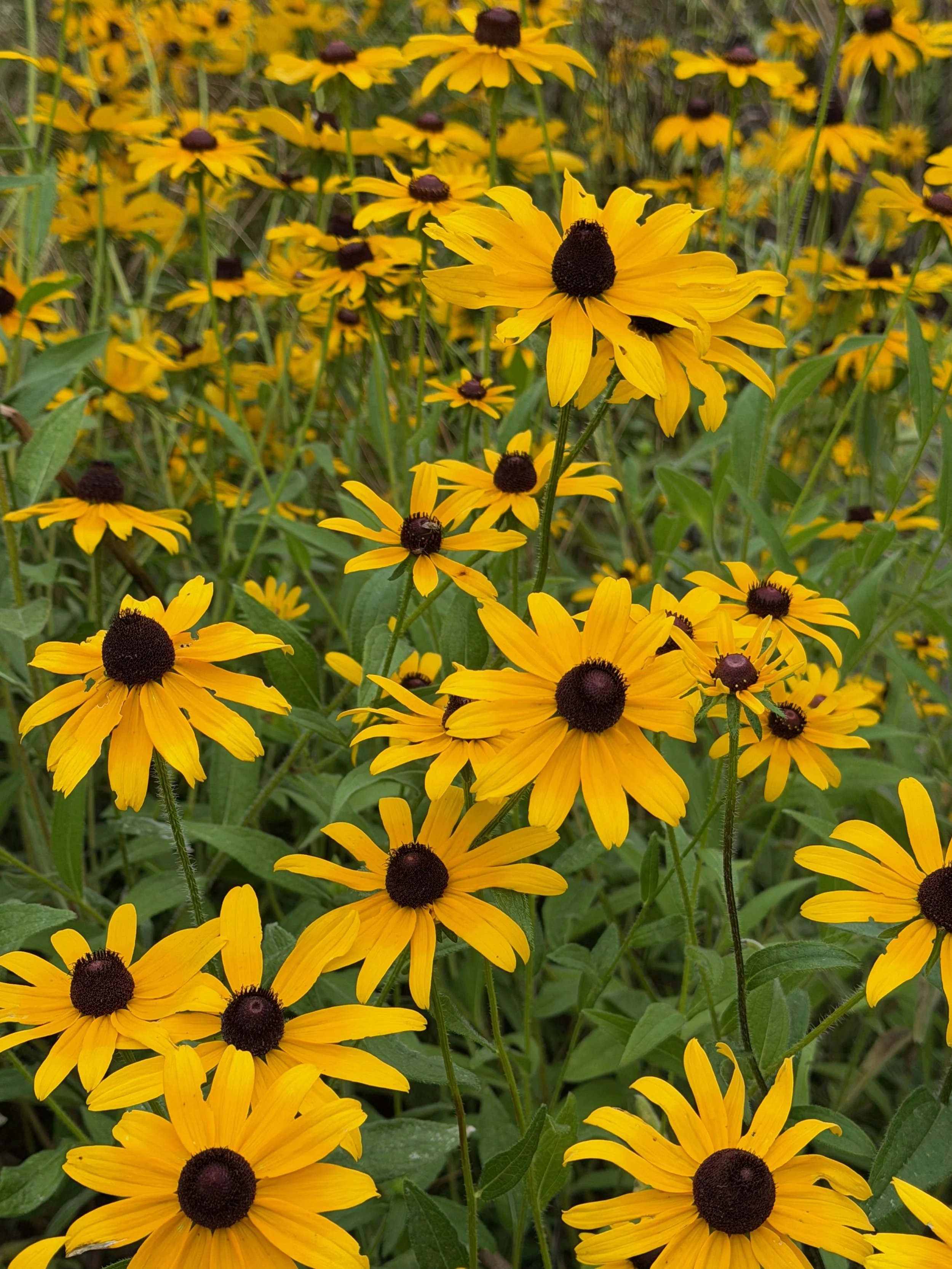 Black eyed Susan