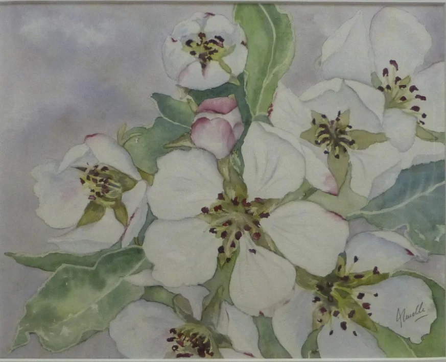 Fleurs de Pommier