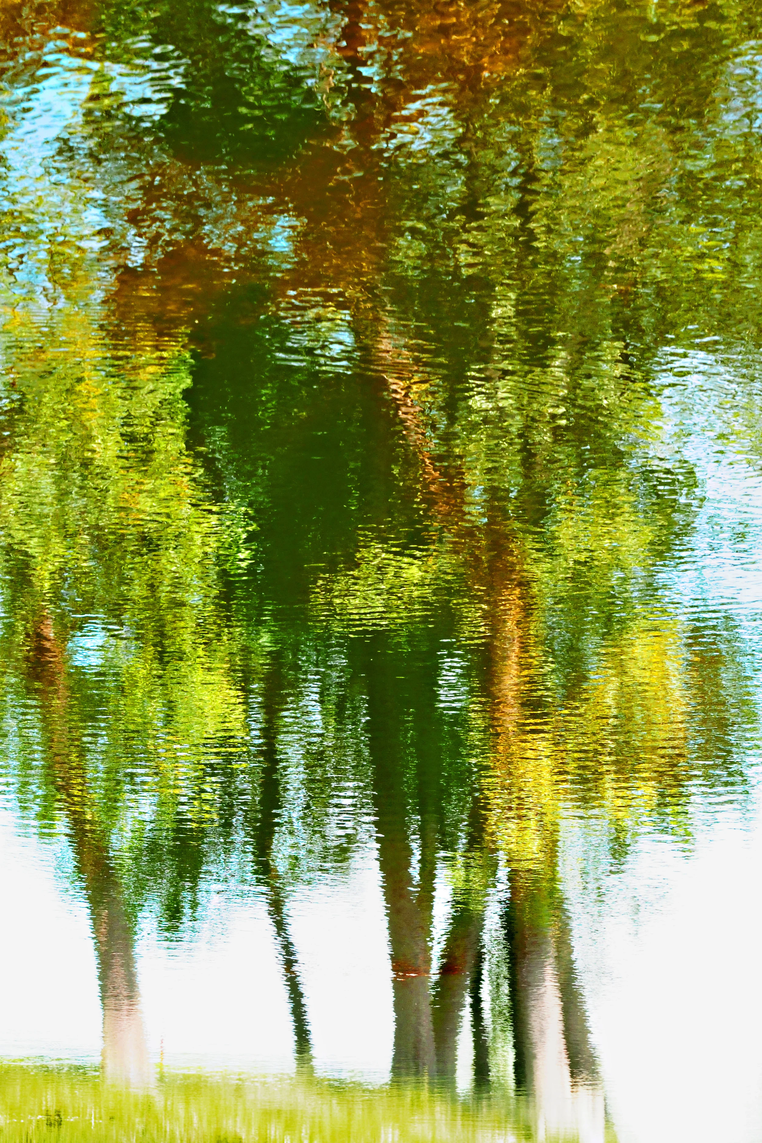 Reflections.jpg