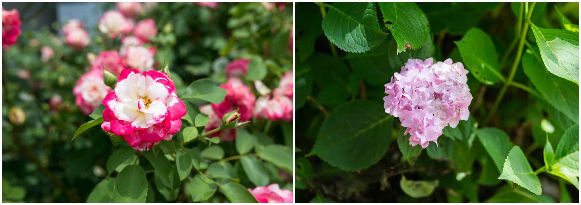 AshleyThomasPhoto_0112.jpg