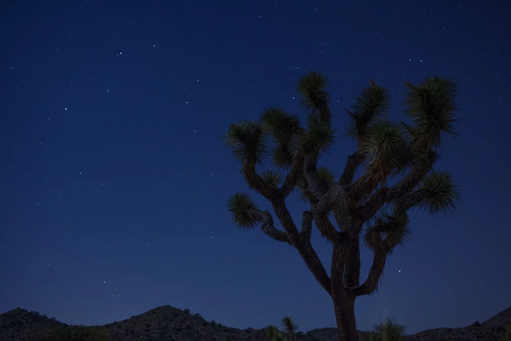 Joshua Tree