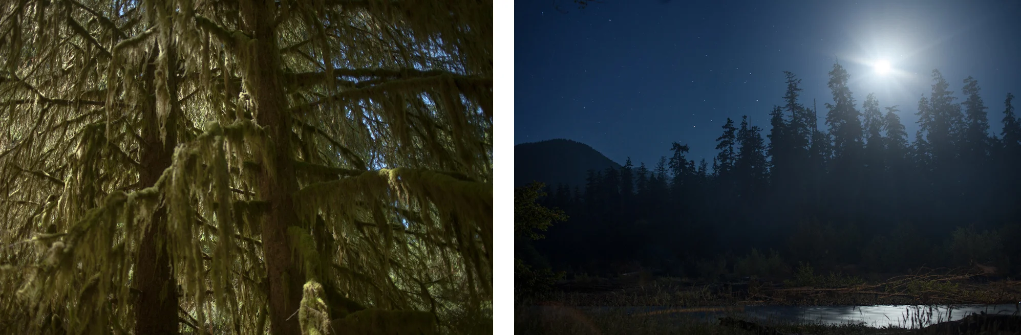 Hoh Rainforest 