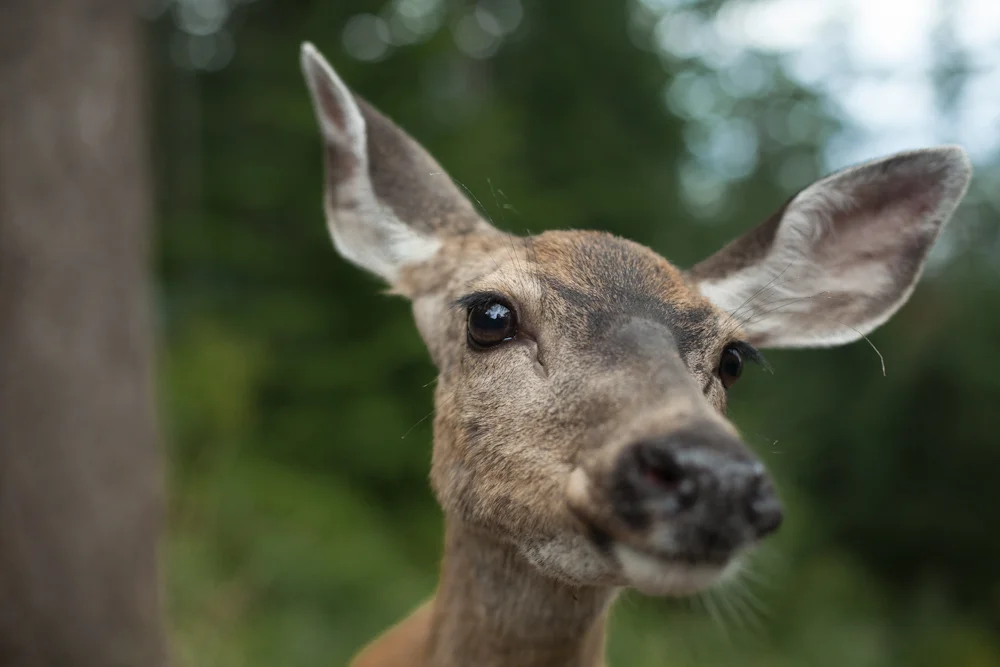 This sweet doe ate out of the palm of my hand! Lummie Island, WA