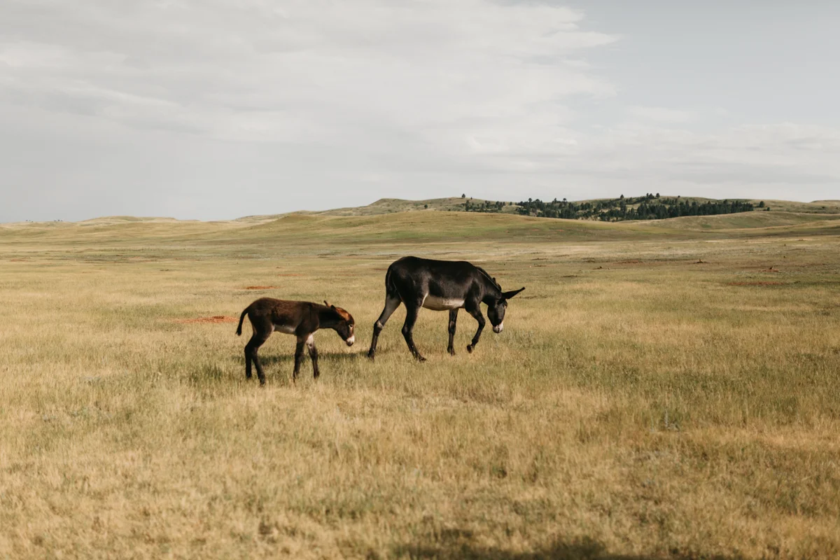 badlands-3.jpg