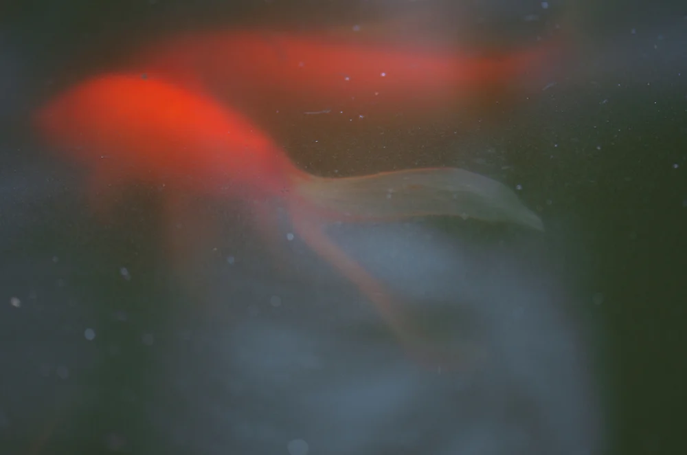  © Tytia Habing