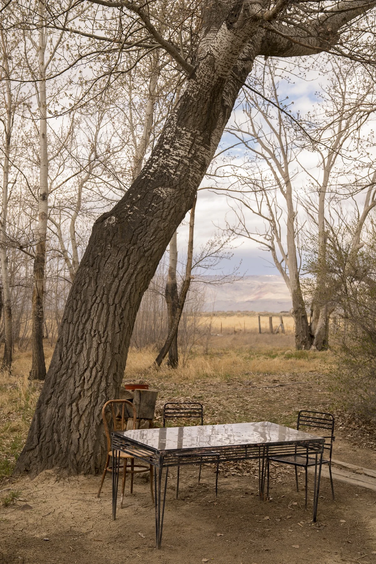 A Setting in the Woods