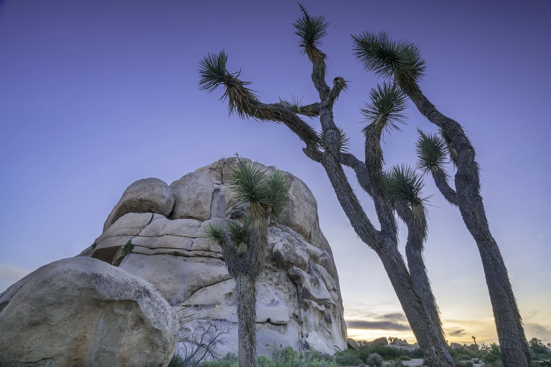 Intersection Rock & Joshua Trees, Joshua Tree NP, April 2017