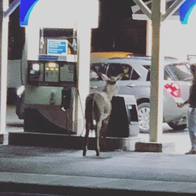 I&rsquo;ll take a 4 pack of Slim Jim&rsquo;s, a bag of Dorito&rsquo;s and 5 gallons of regular. #beattynevada #deathvalley