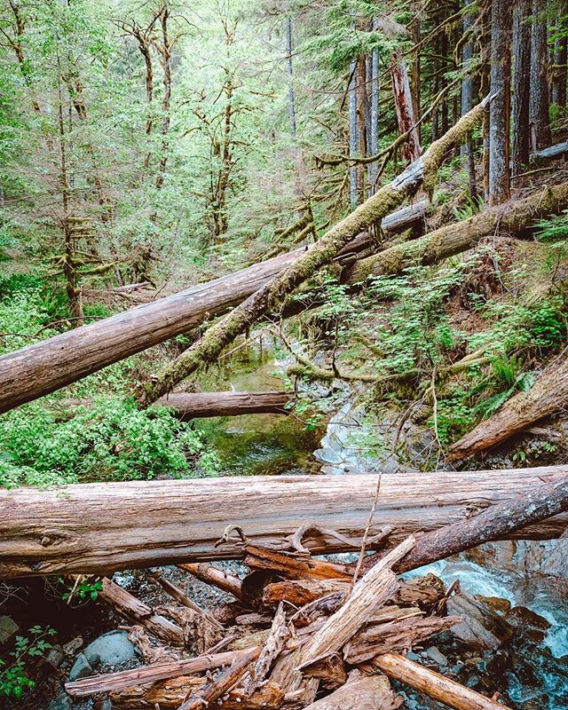 Siouxon Creek trail, Amboy, Washington. #getoutside #pnwhiking #fujifilmgfx50s #fujifilm #fujilove