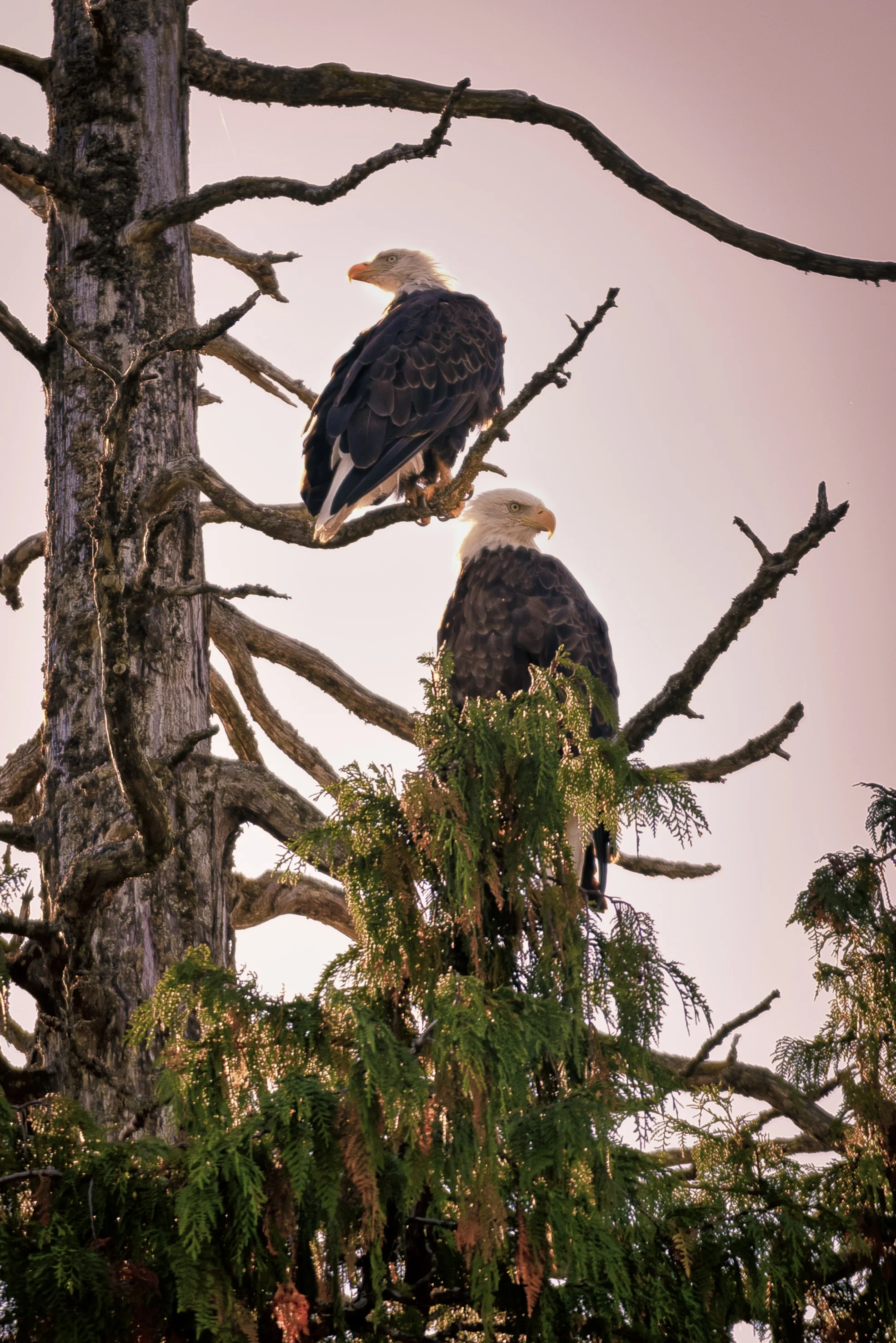 Eagles