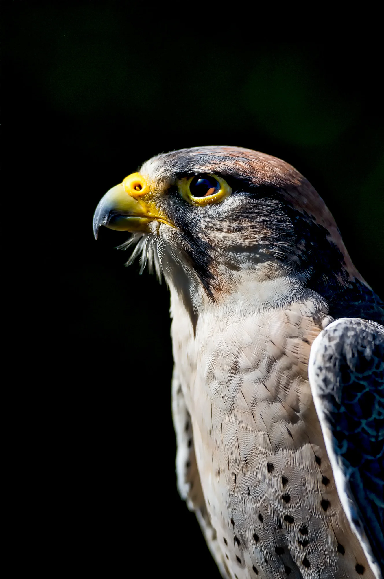 2014-10-18_Birds_Booker_0016.jpg
