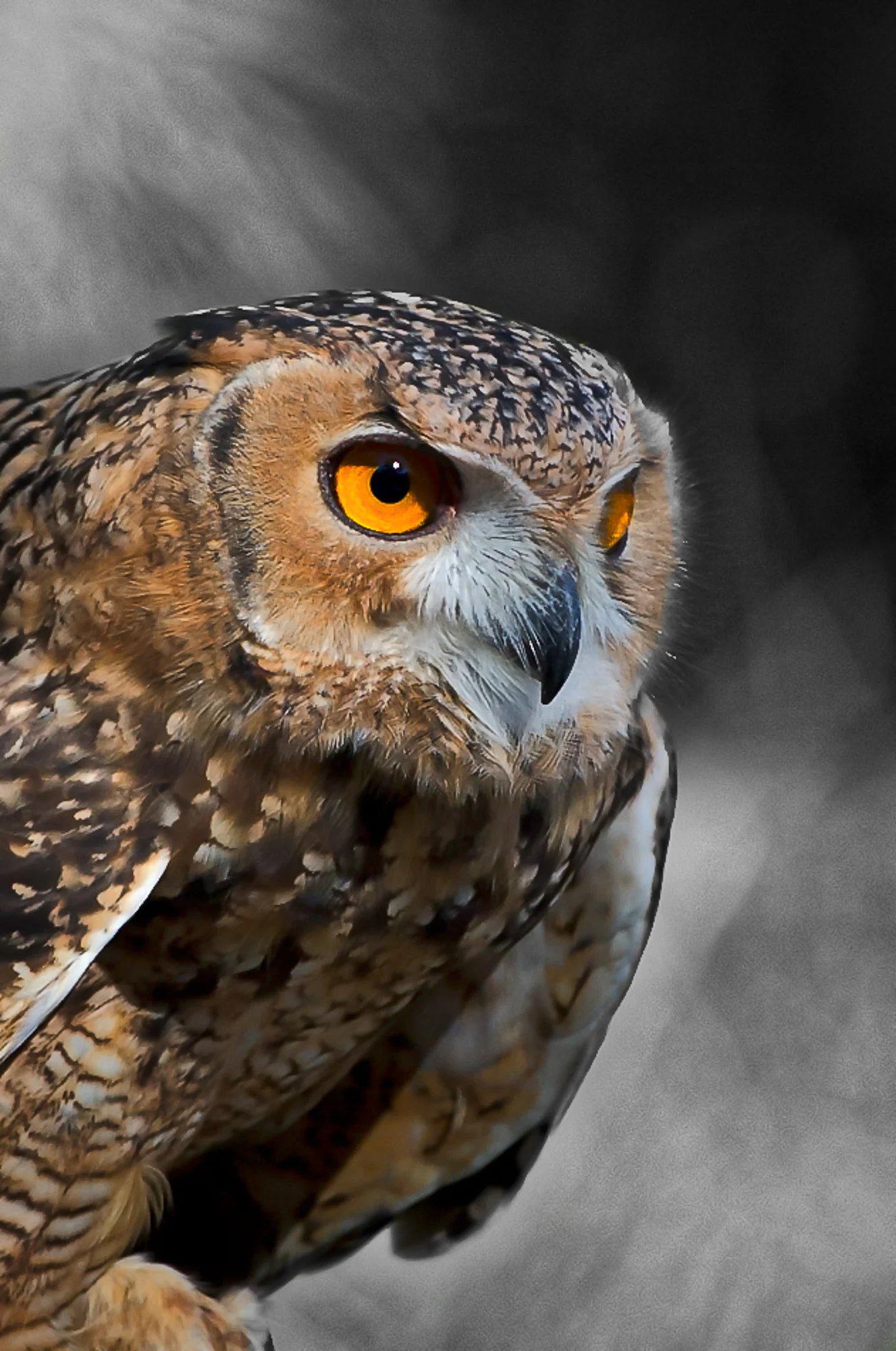 2014-10-18_Birds_Booker_0762.jpg