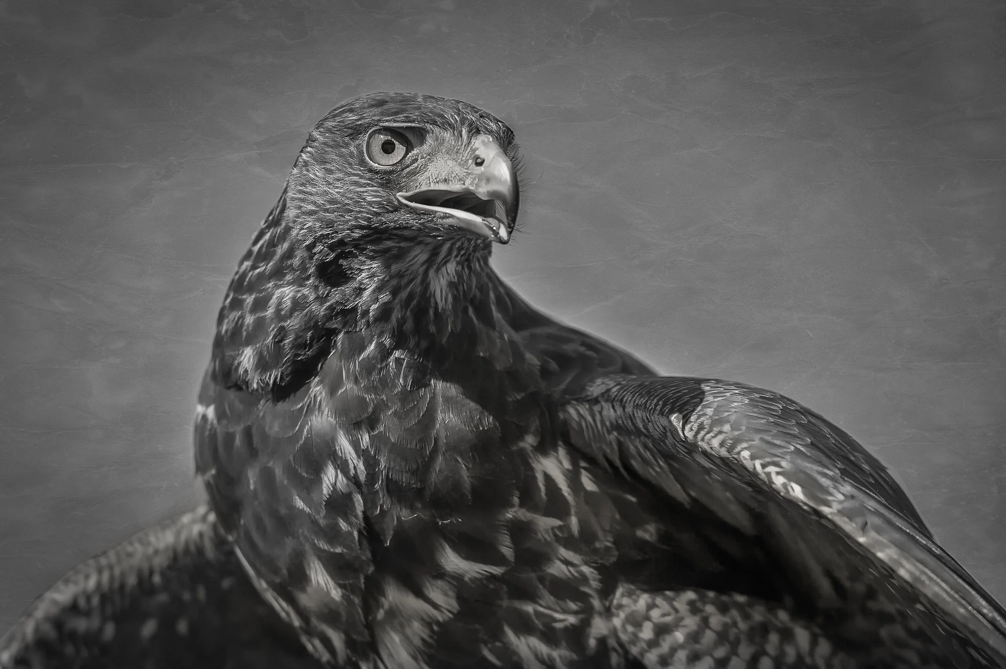 2014-10-18_Birds_Booker_0336-2.jpg