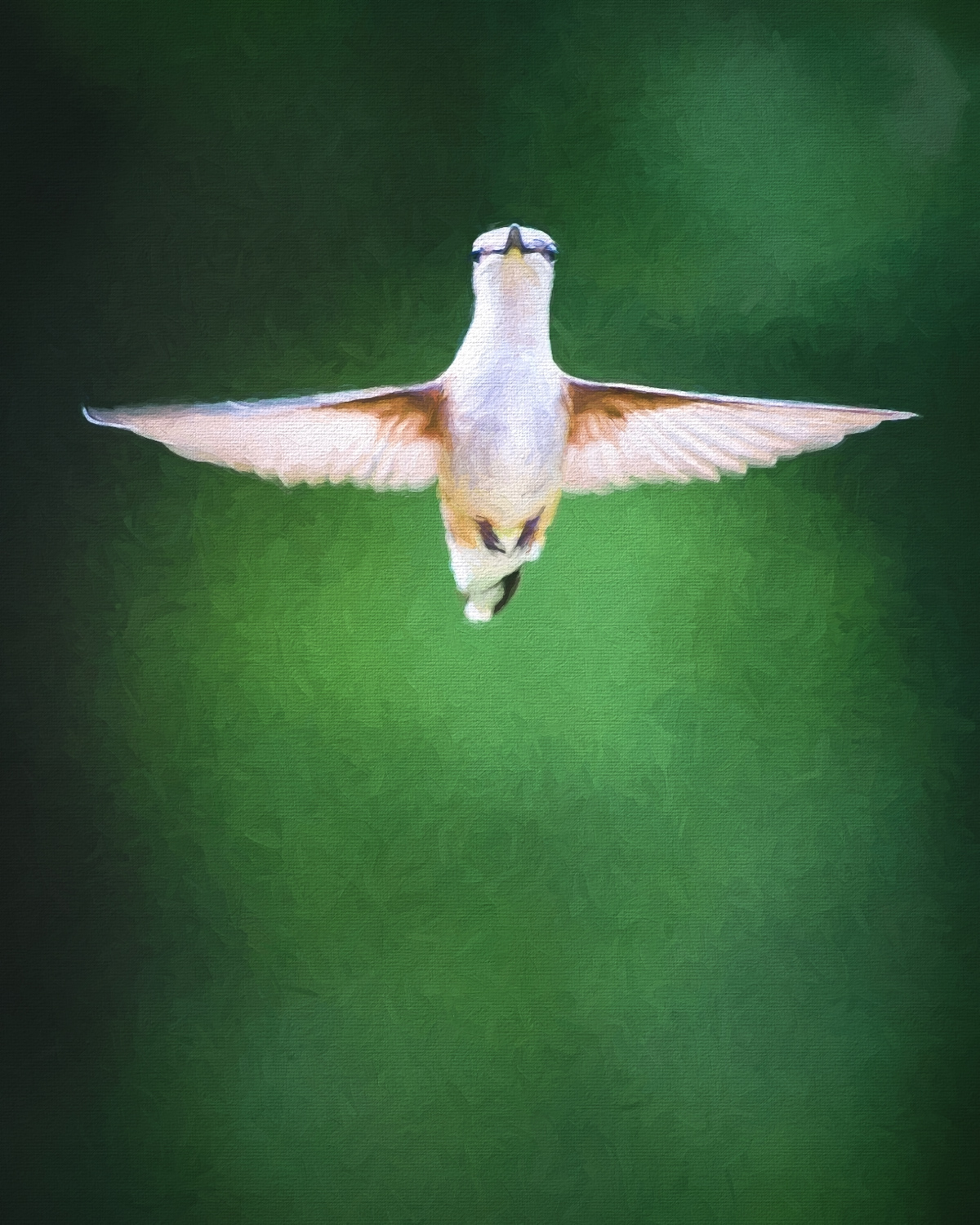 2015-06-30_Hummingbirds_Booker_0014-Edit.jpg