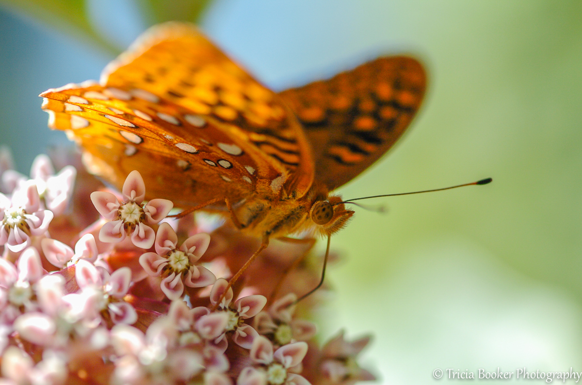 2012-06-08_CamButterfly_Booker_0024.jpg