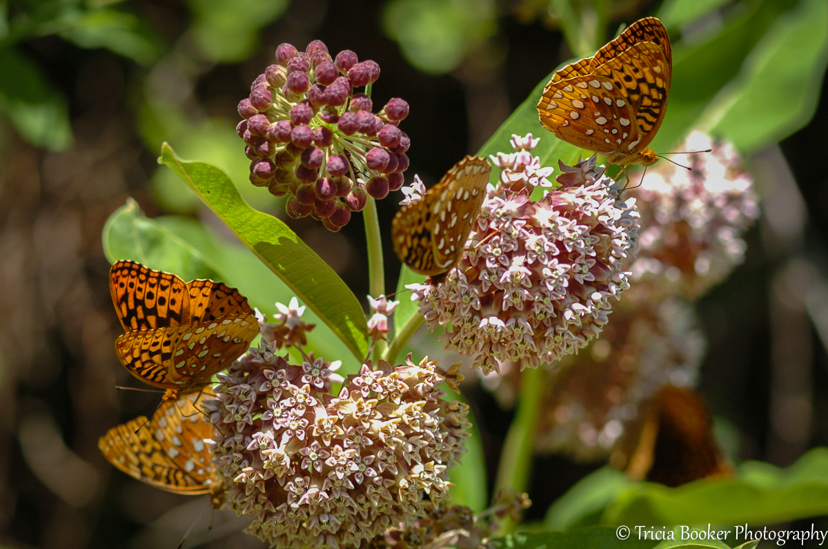 2012-06-08_CamButterfly_Booker_0002.jpg