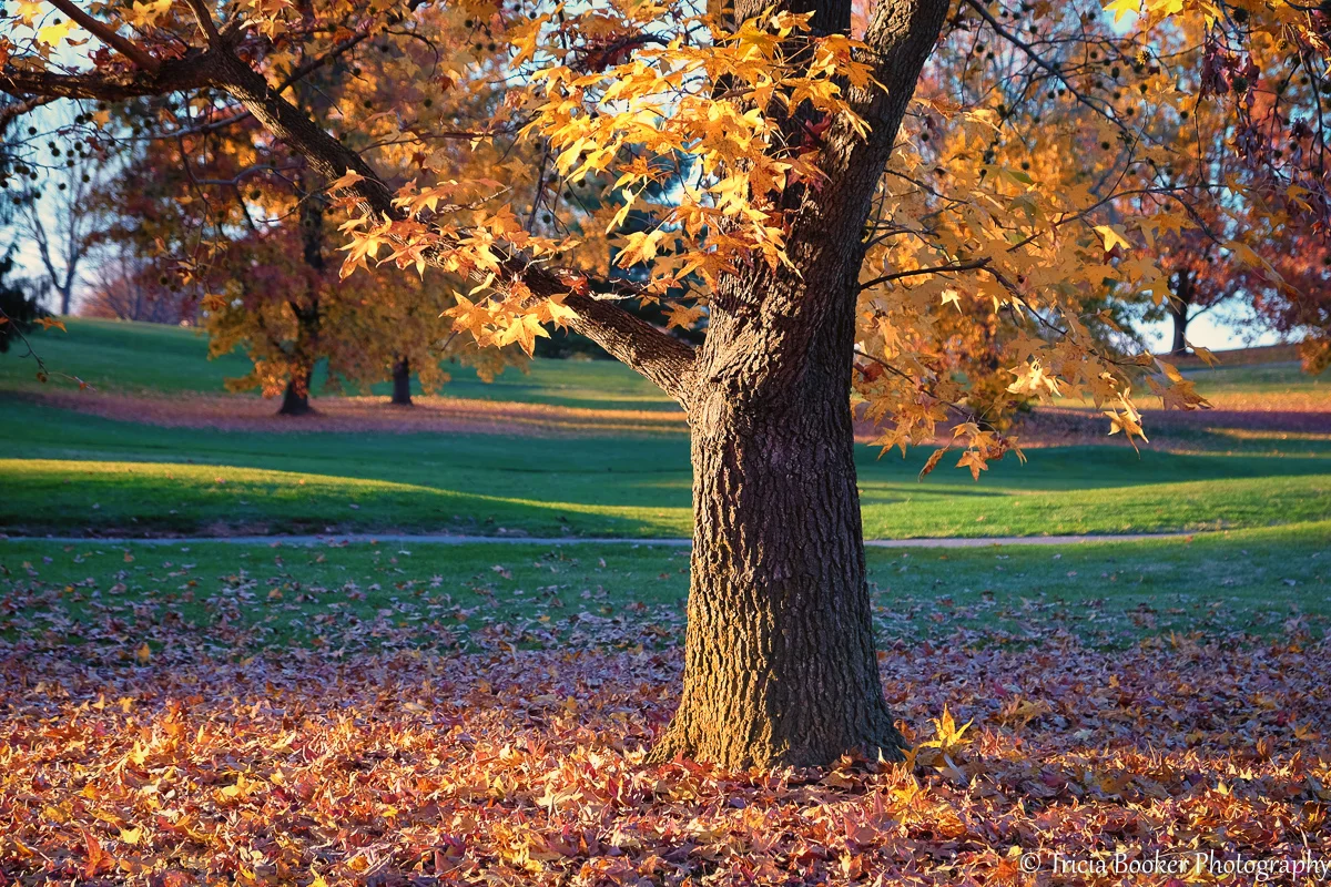 2015-11-05_GolfFox_Booker_0078-Edit.jpg