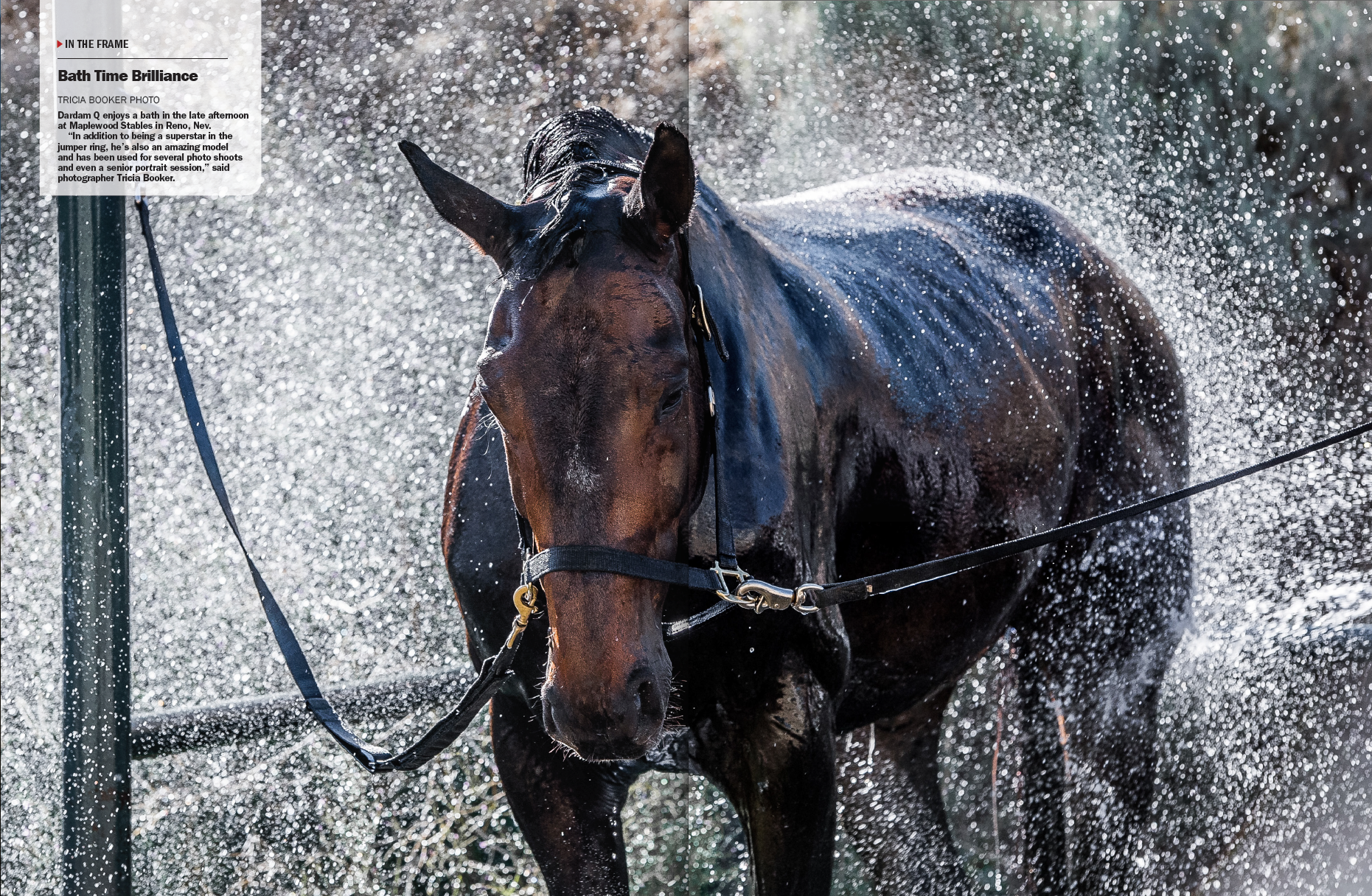 Dardam Q featured in The Chronicle of the Horse magazine.
